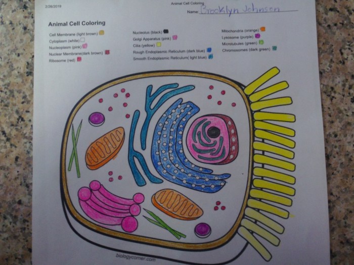 Animal cell coloring answer key