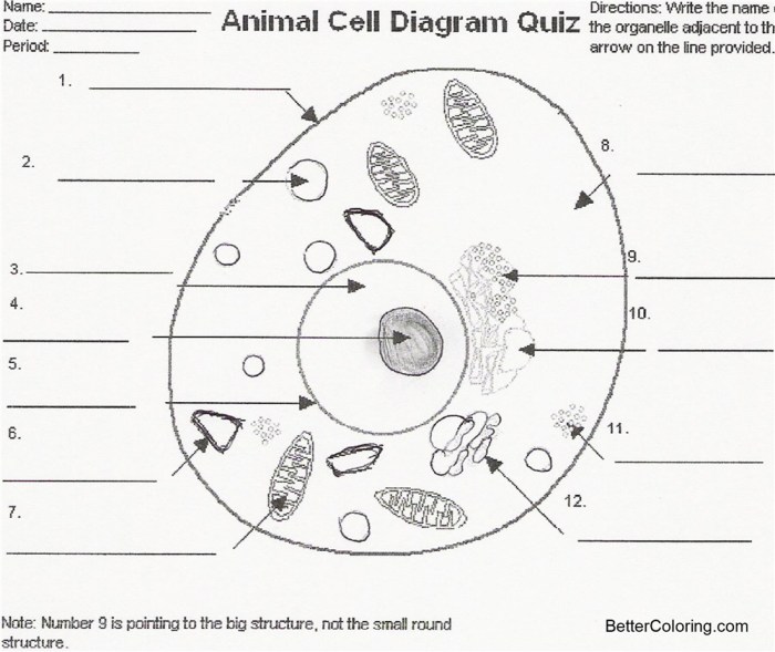 Structures labelled nucleus