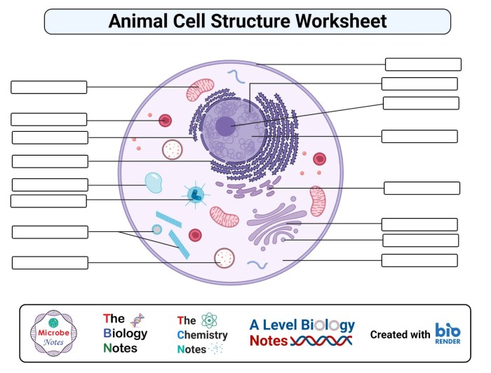 Animal cell coloring answer key