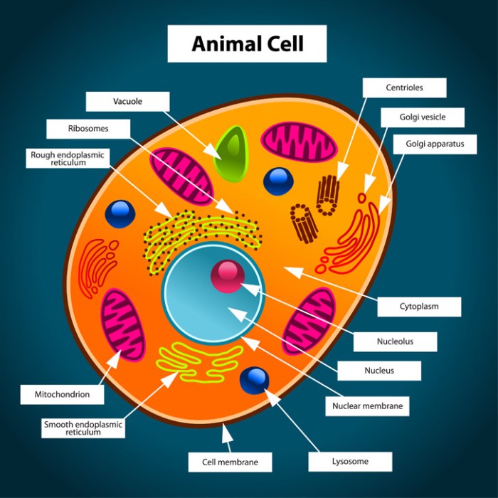 Animal cell coloring answer key