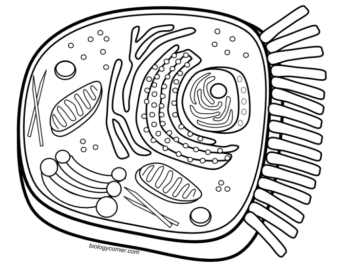 Biologycorner com animal cell coloring