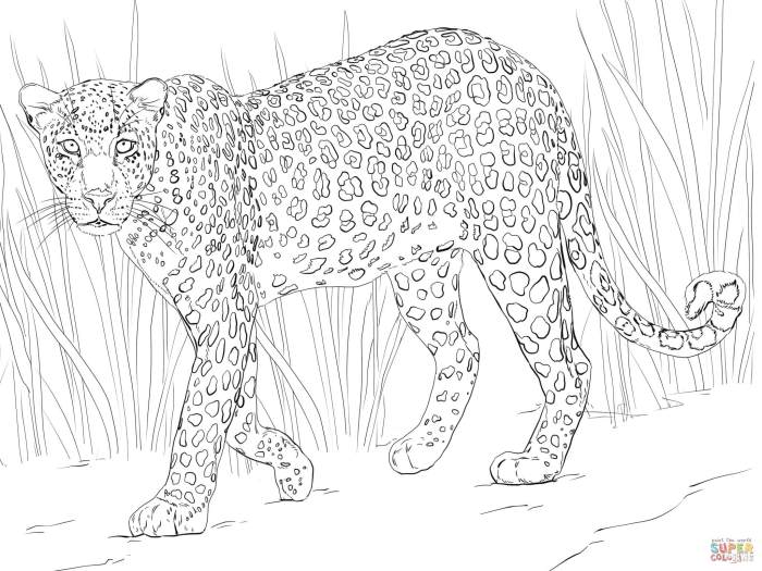 Coloring Pictures of African Animals A Wild Journey