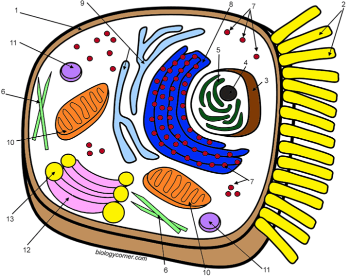 Biologycorner com animal cell coloring A vibrant learning tool.