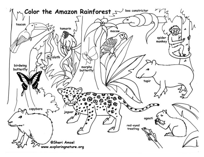 Animals in the rainforest coloring pages