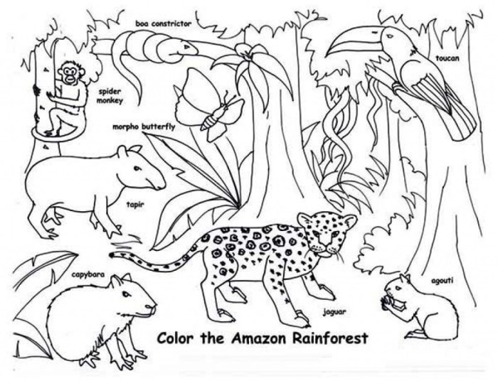 Forest Animals Coloring Pages A Comprehensive Guide